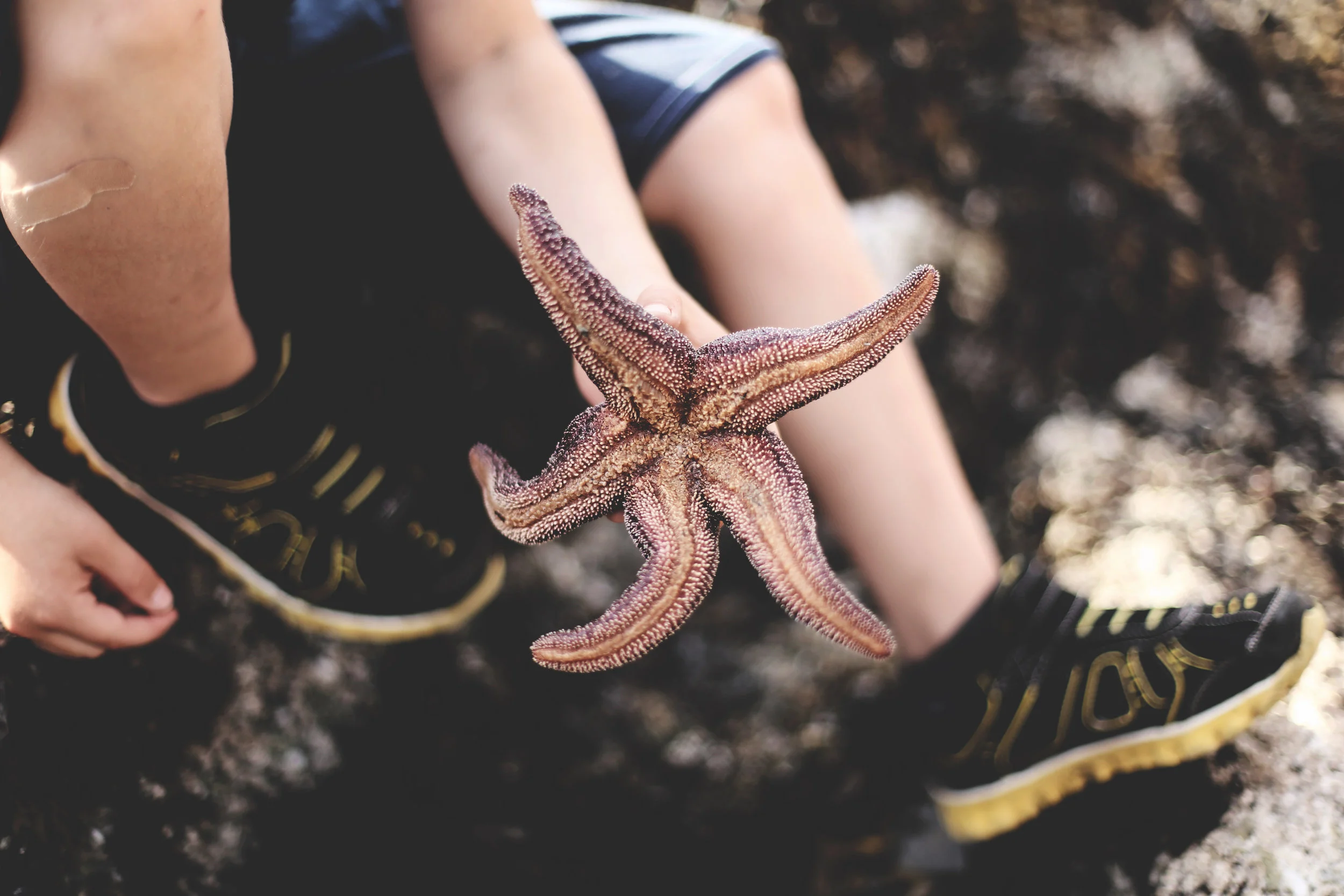 Starfish Story