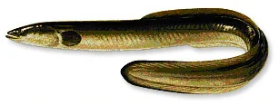 eel.jpg