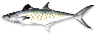mackerel.jpg