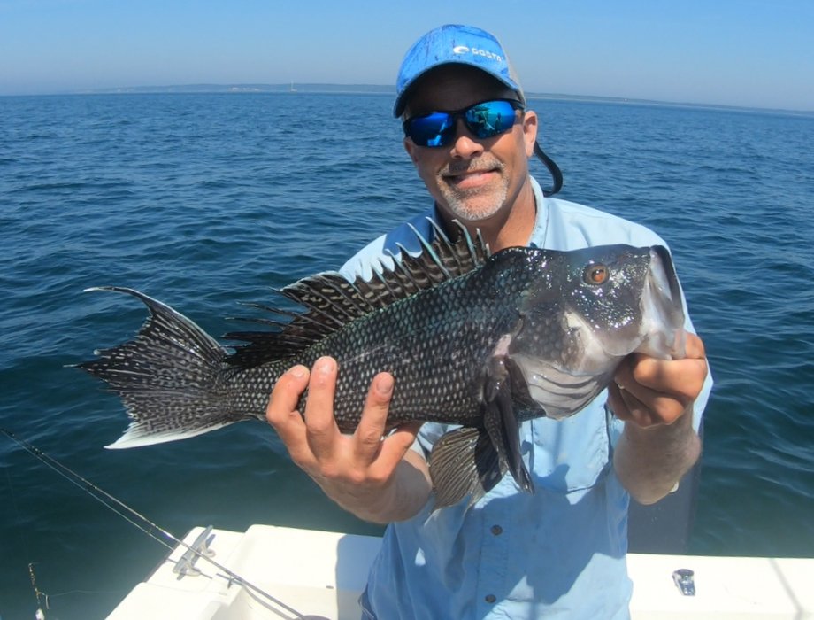 Black Sea Bass — Cape Cod Fishing Reports - Sports Port Bait and