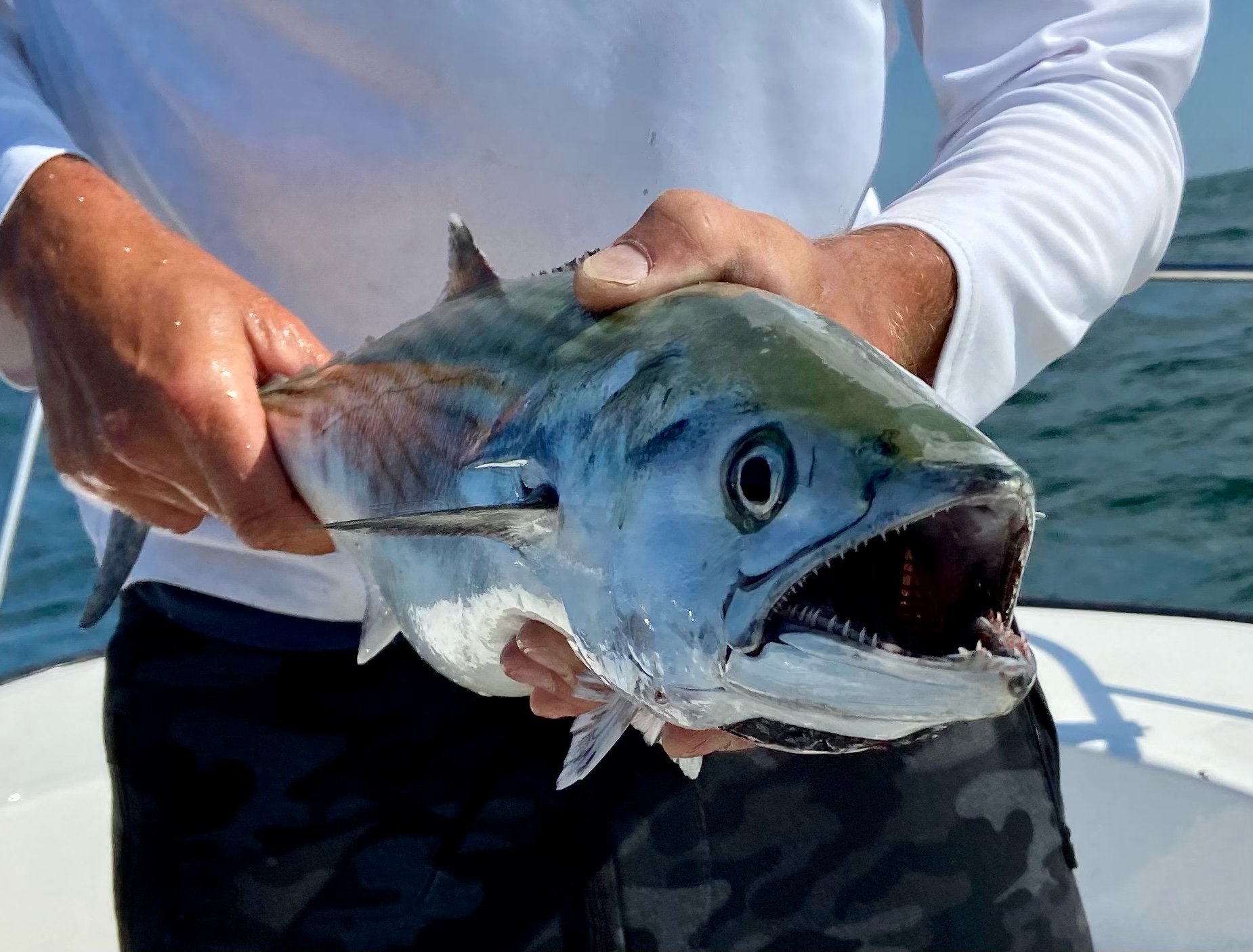 striped bass — Cape Cod Fishing Reports - Sports Port Bait and Tackle —  Sports Port