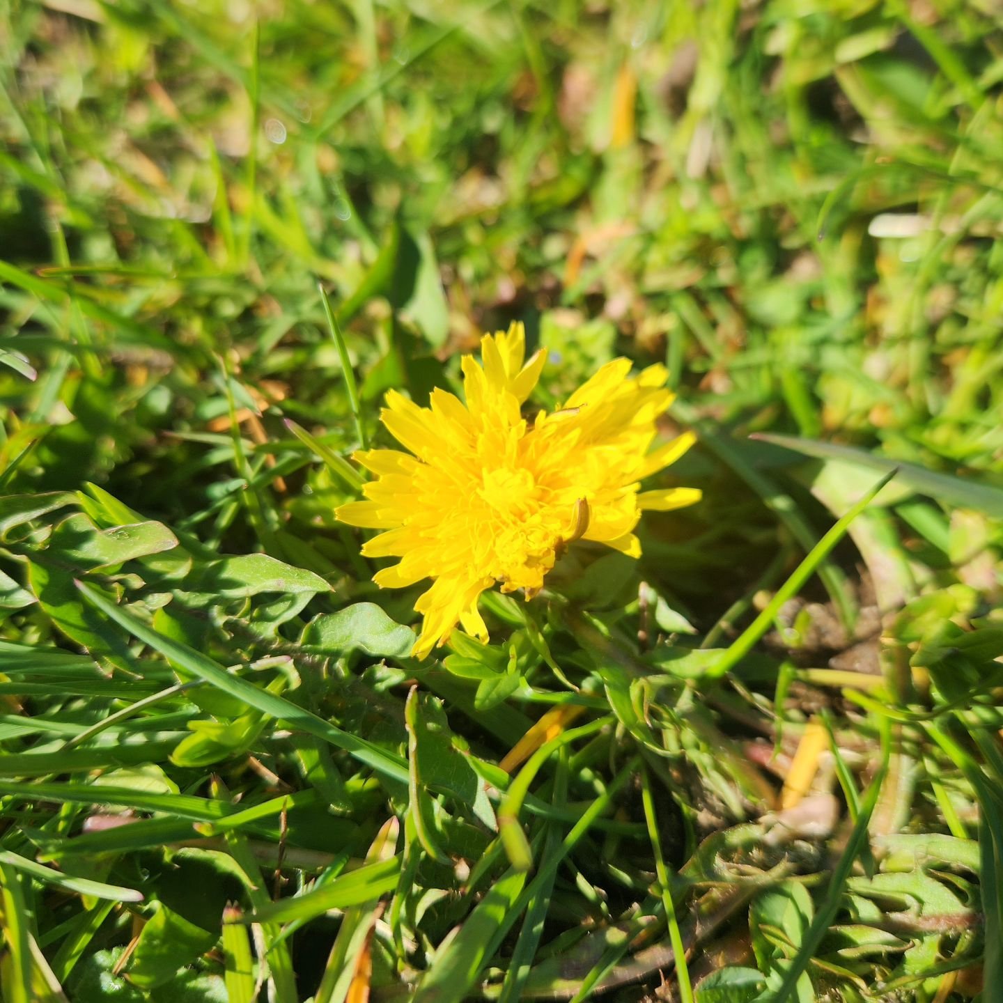 You know what they say...when the dandelions are up the tog are in!!
#togfishing #SportsPortOldSalt