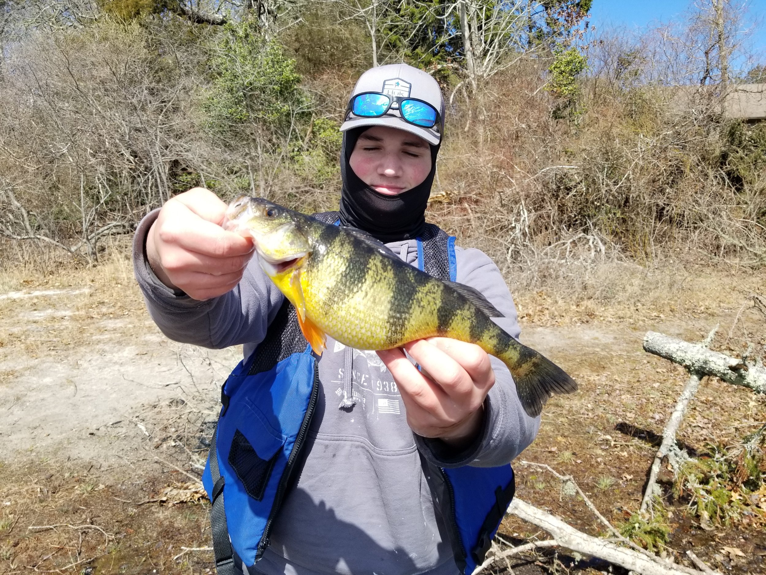 yellow perch — Cape Cod Fishing Reports - Sports Port Bait and