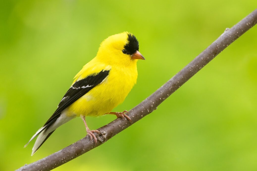 I&rsquo;ve had a goldfinch sitting outside on a tree branch directly facing my office window.🪟 

It&rsquo;s a beautiful bright yellow color. 💛

Did you know that they&rsquo;re not always yellow?
 
In the winter, the feathers of a goldfinch actually