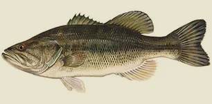 largemouthbass.jpg