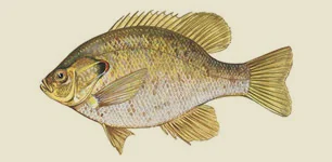 redearsunfish.jpg