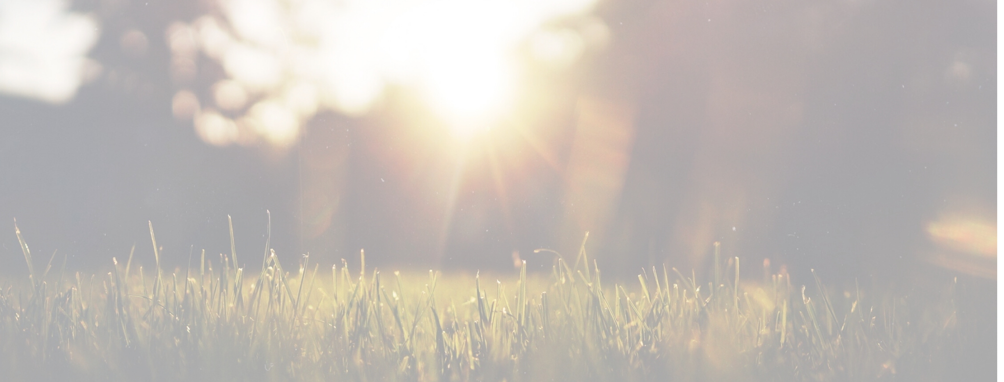 Summer website banner.png