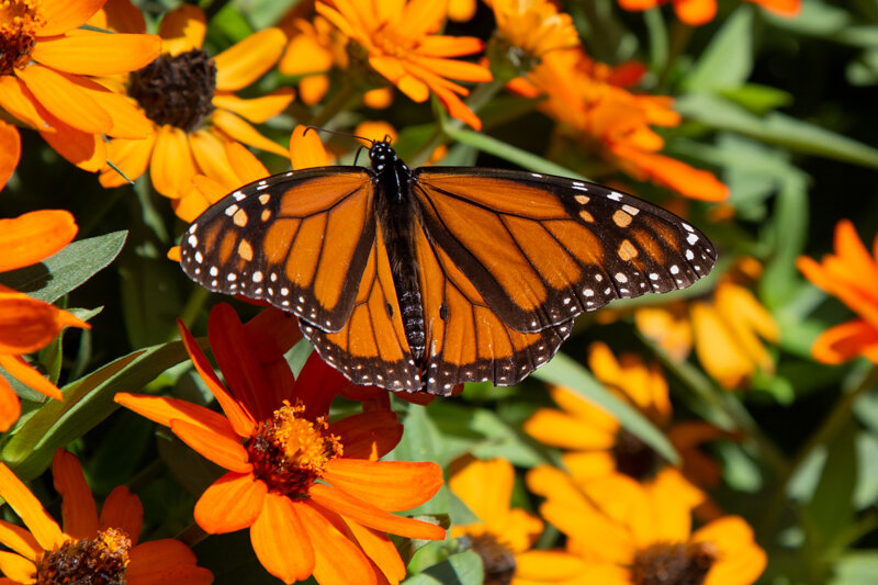 Monarch Butterflies 2019-7-web.jpg