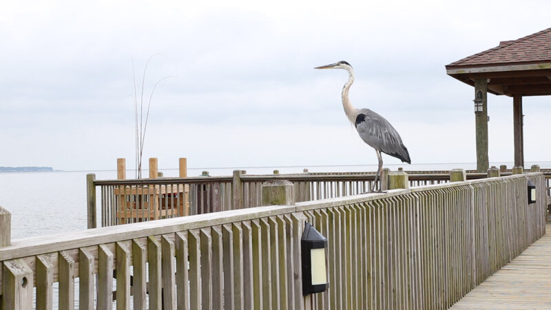 Bird at Grand Hotel 2-web.jpg