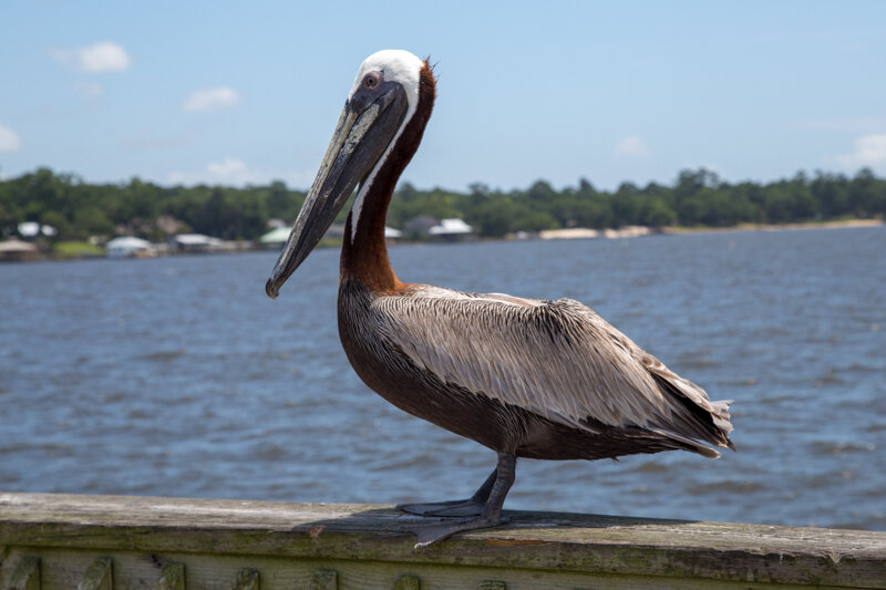 Fairhope Pier 20180601-19-web.jpg