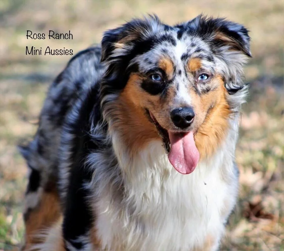 hideaway mini aussies