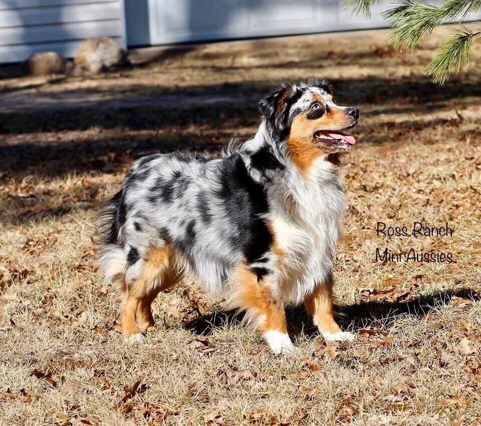 hideaway mini aussies