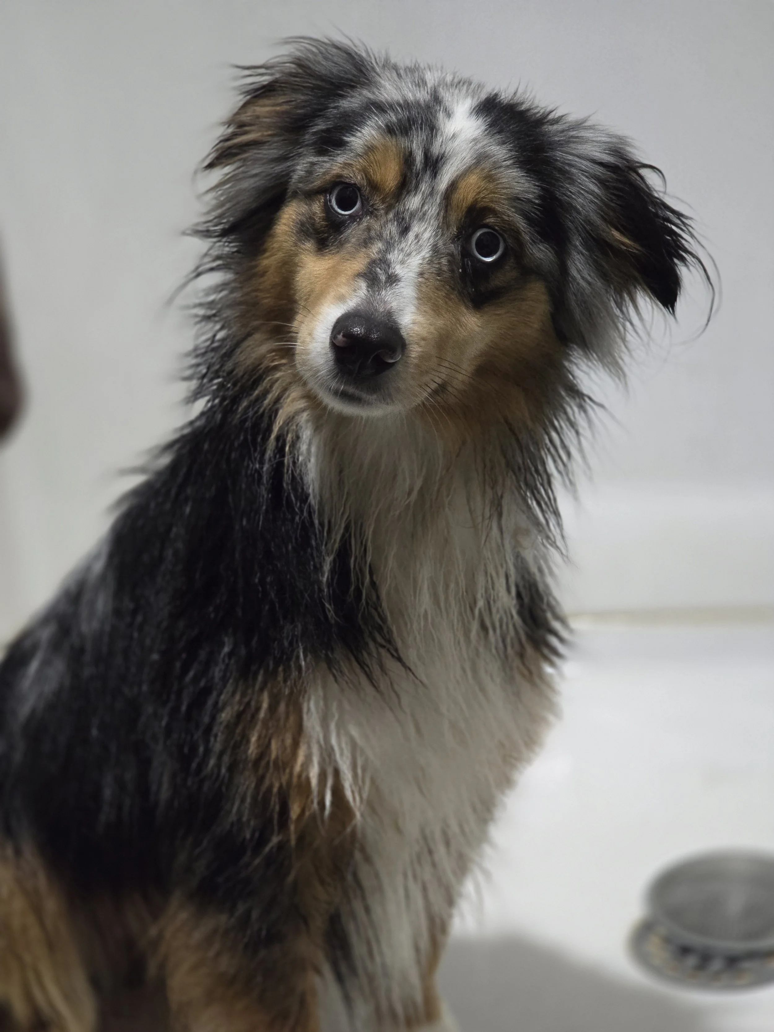 Blue merle spayed female available to pet home