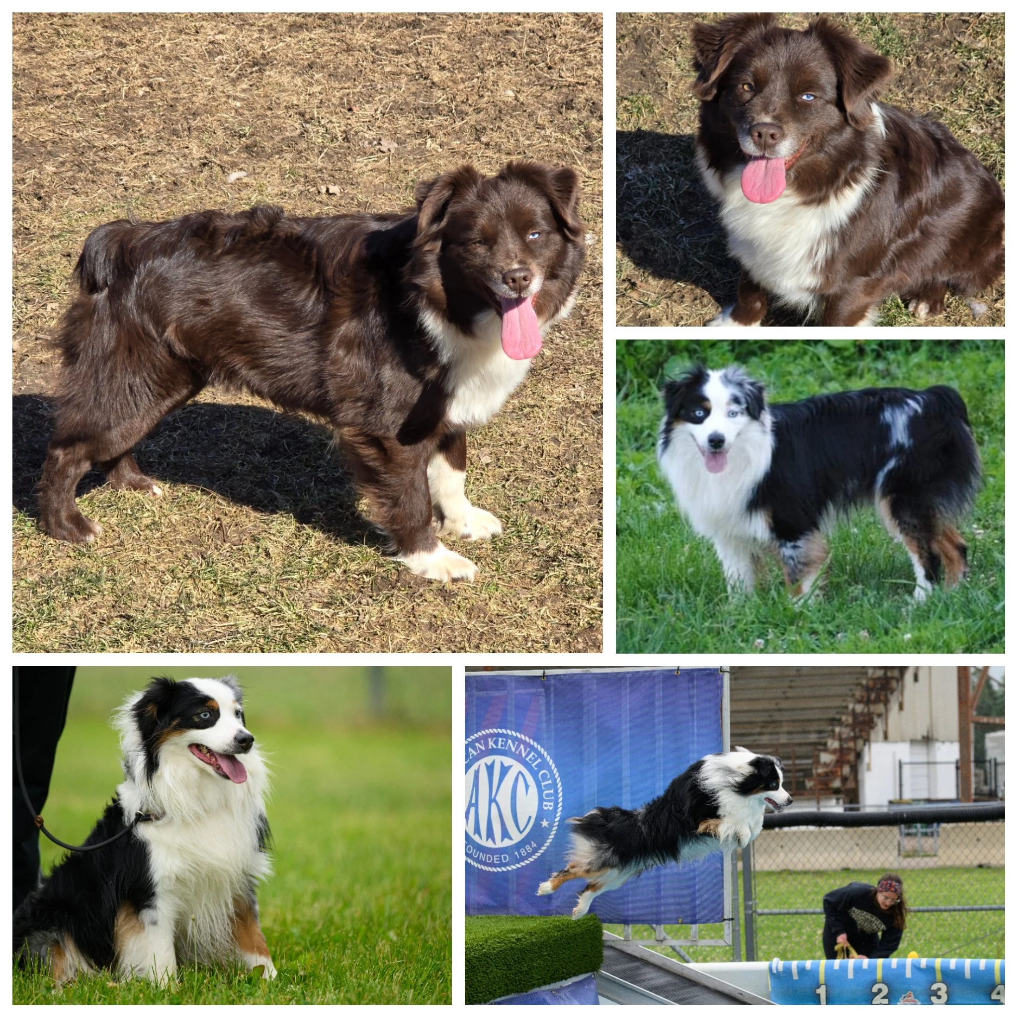 A collage of photos featuring Australian Shepherd dogs, some standing outdoors on grass and others jumping over agility obstacles, with people and a fence in the background.