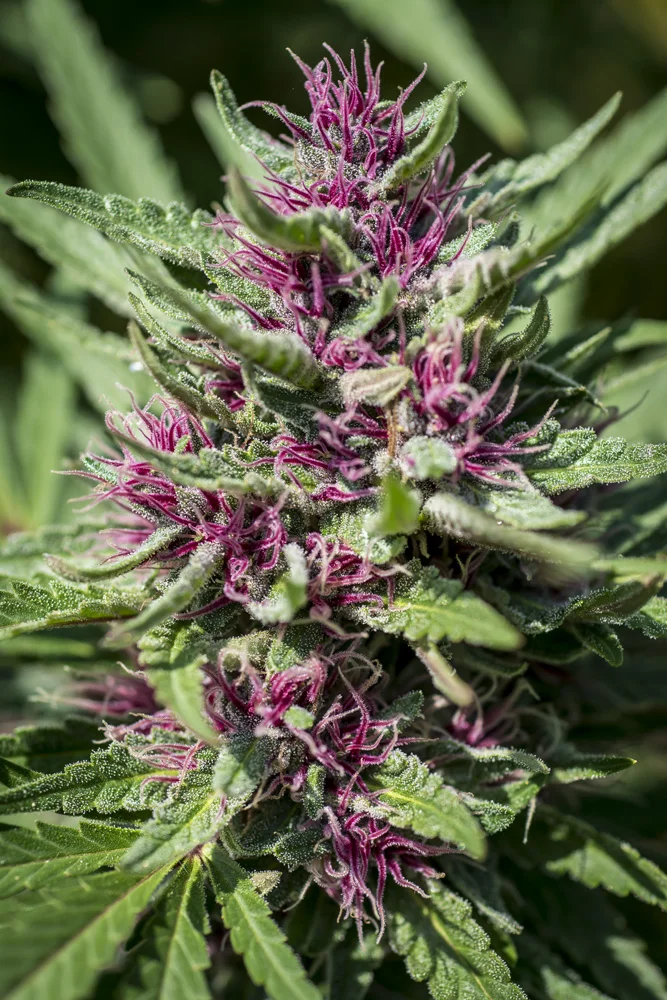DSC_6658.jpg