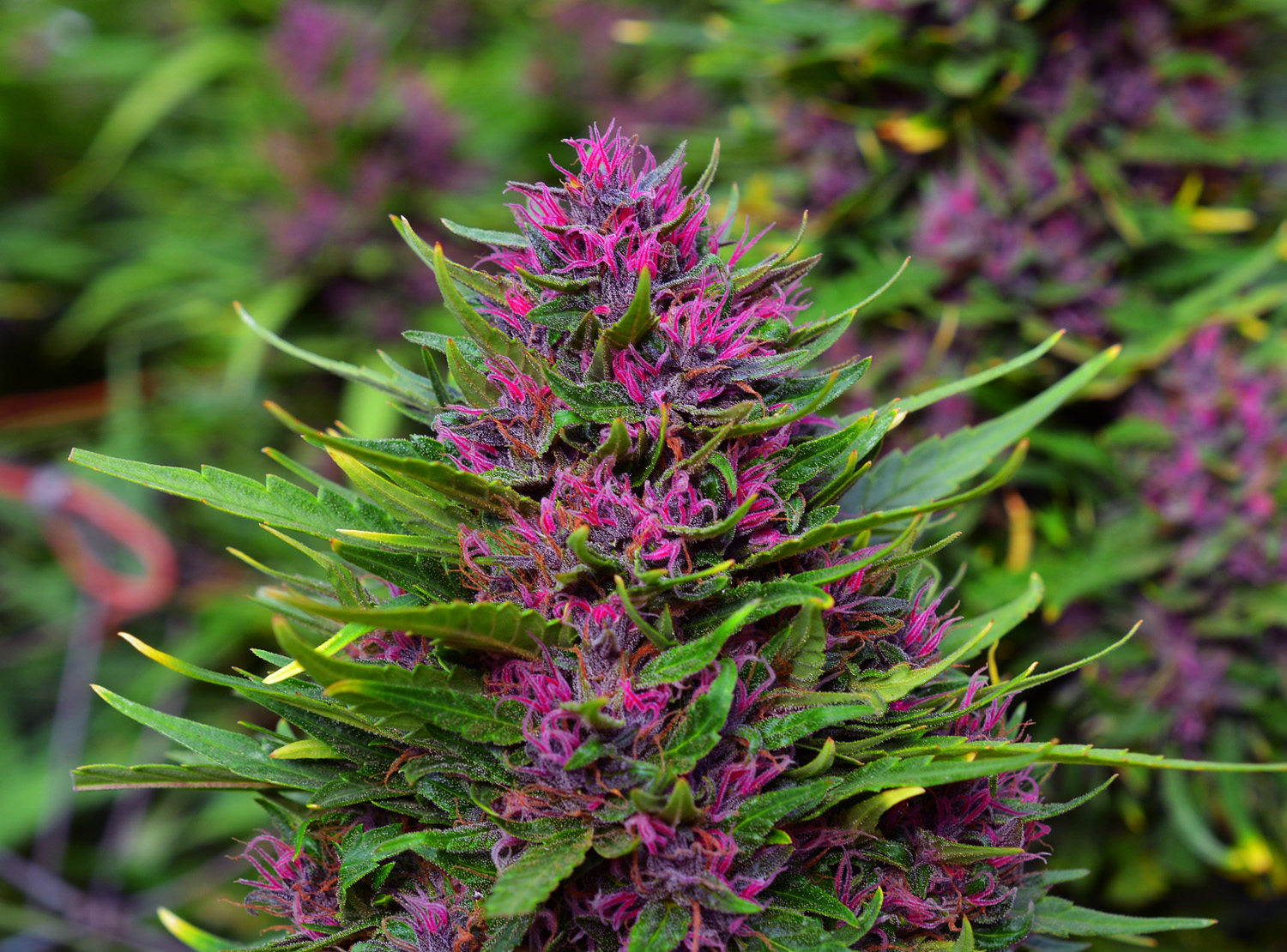 pinkleberrykush (2).jpg
