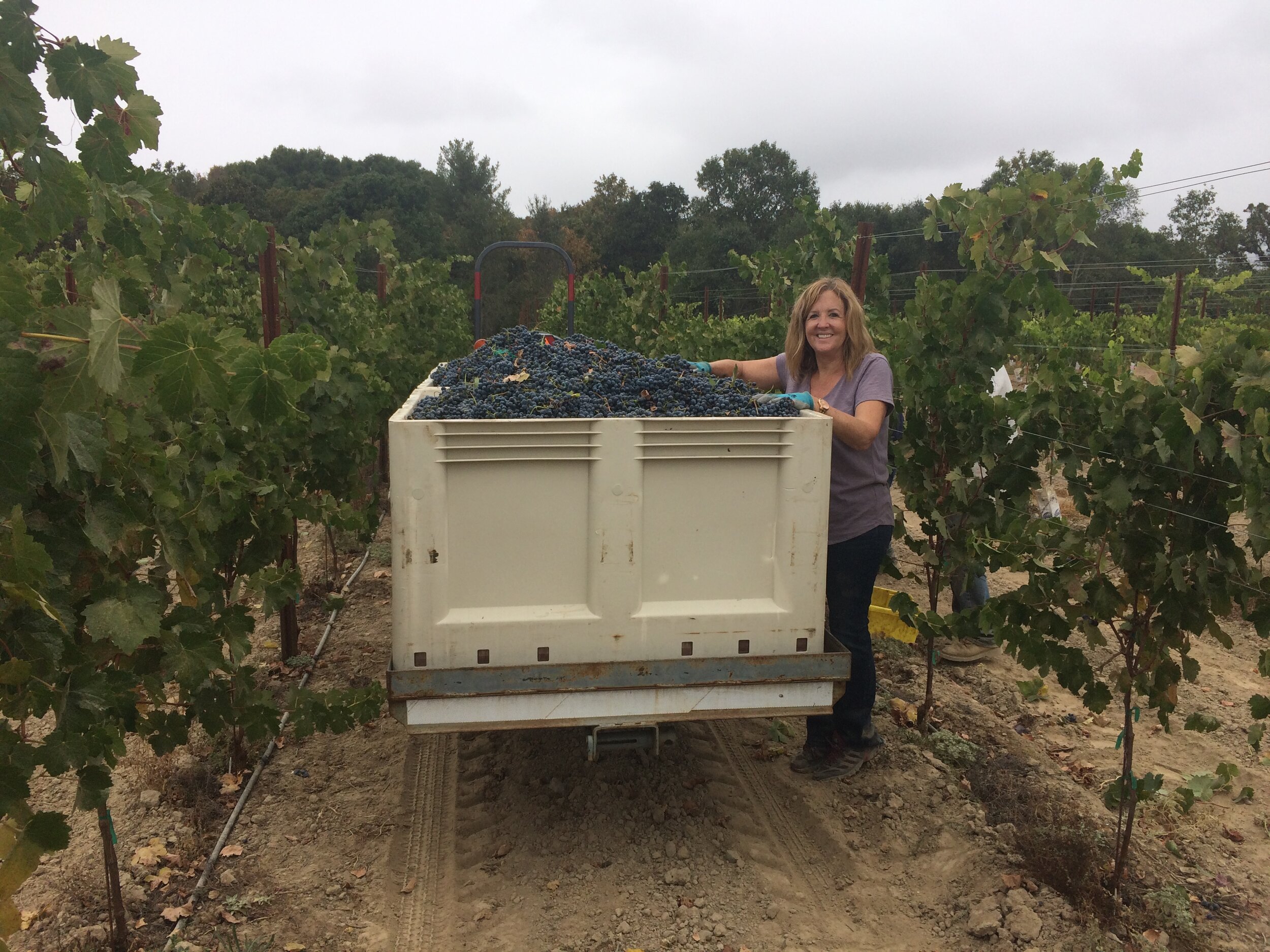 Trudi Graziano by picking bin in vineyard