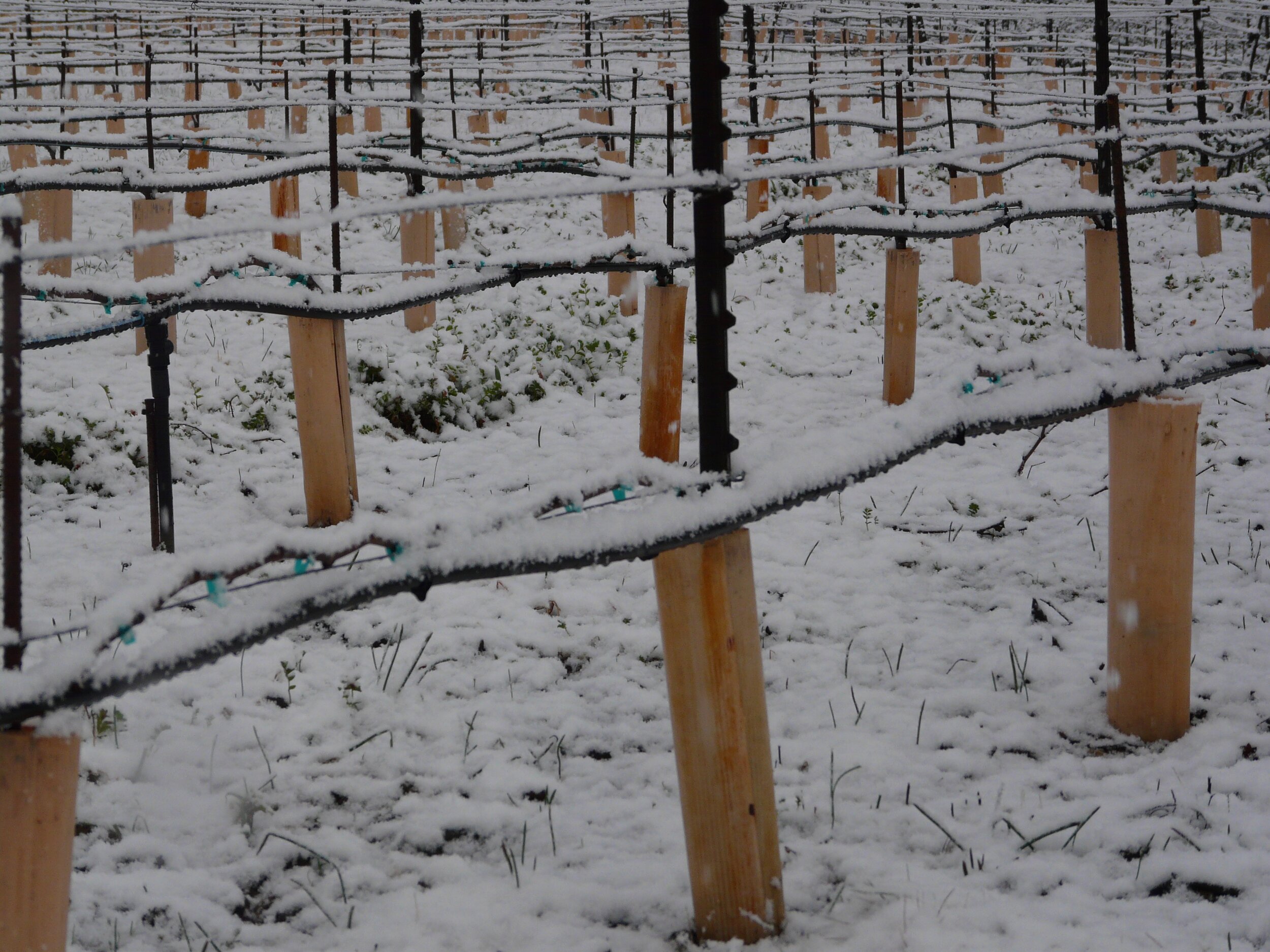 Snow in vineyard 