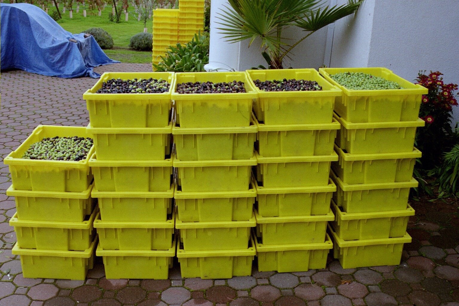 Stacks of olive picking bins full of olives