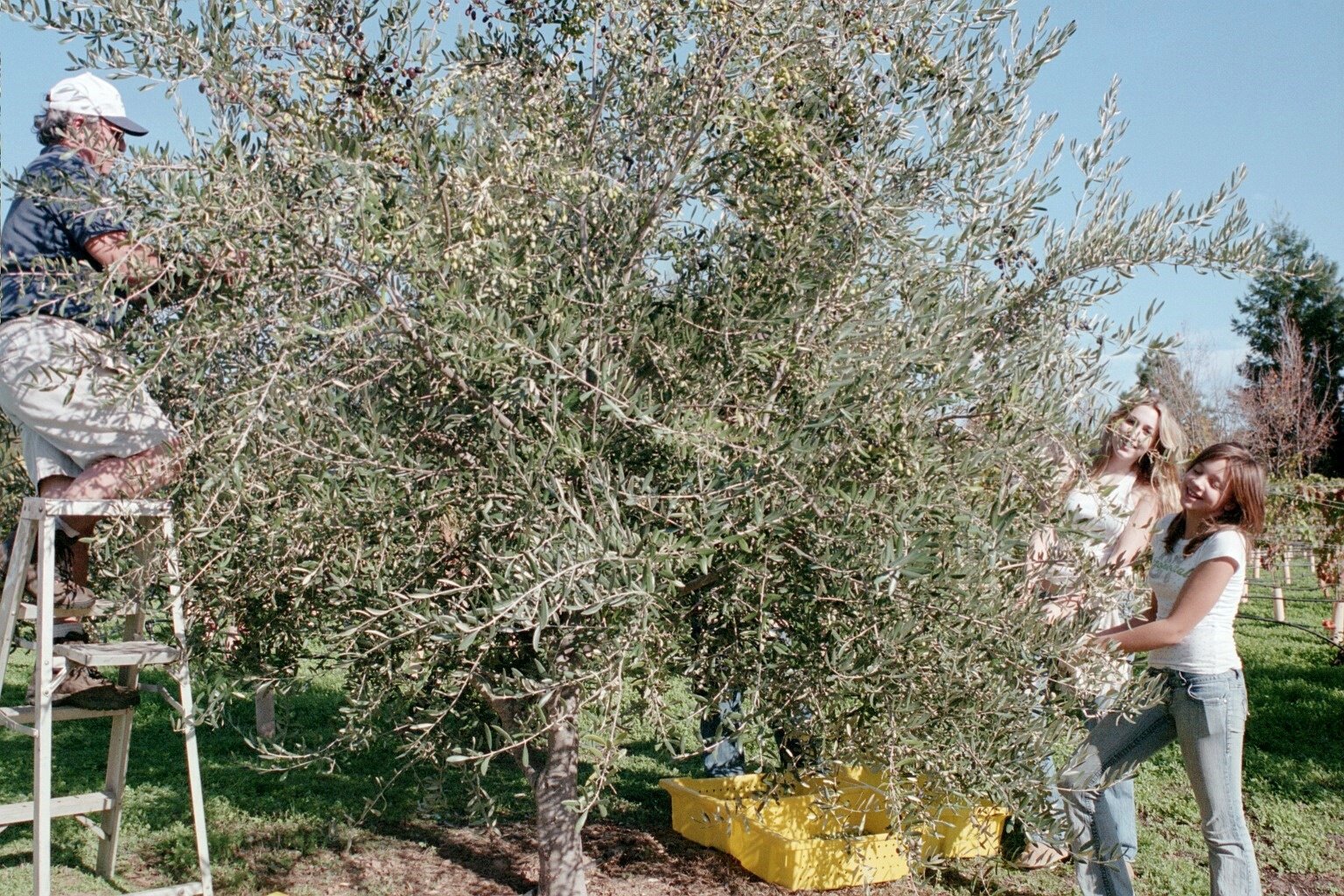 Olive harvest with Alexandra and Isabella Graziano 