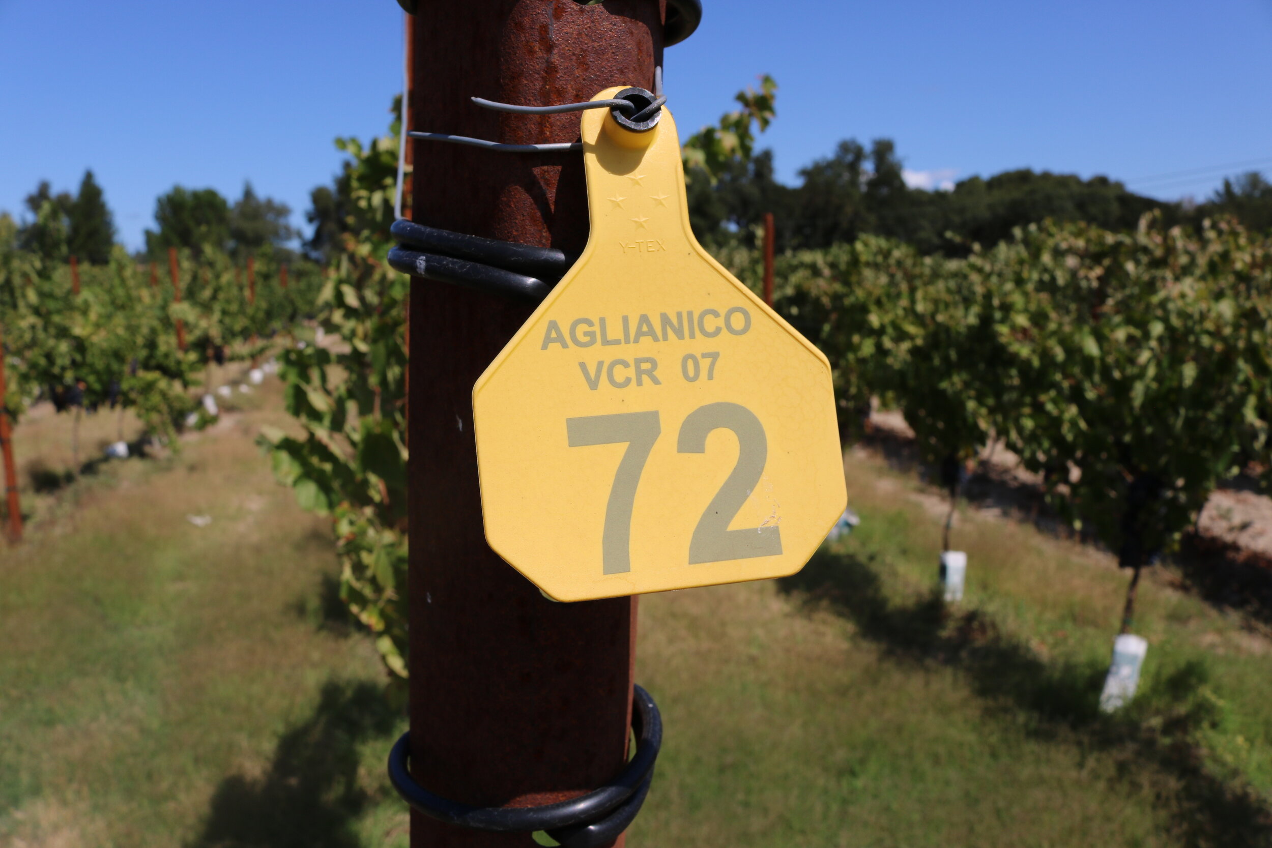 Grape vine row tag with vineyard behind