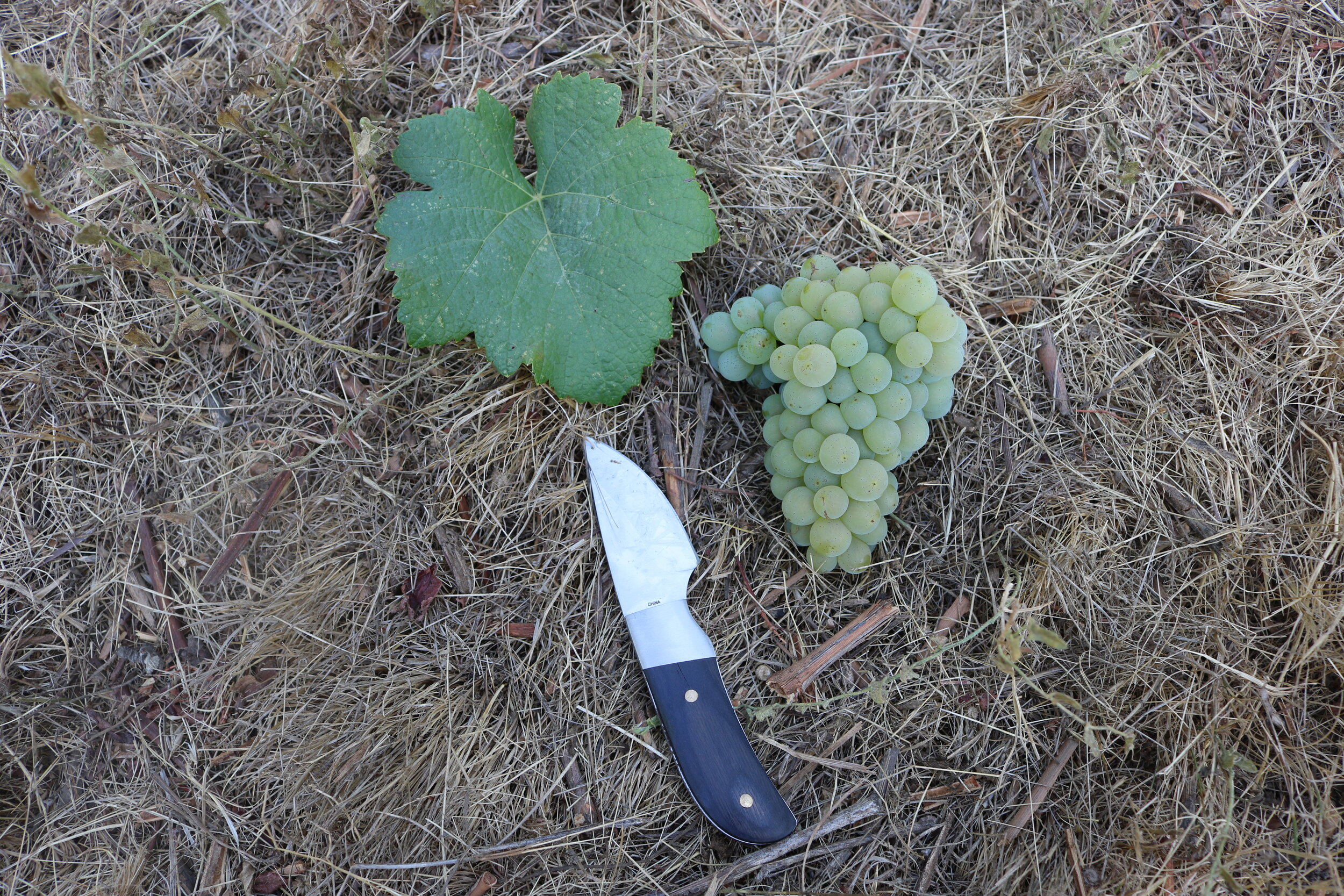 White grape cluster and leaf with knife on the ground