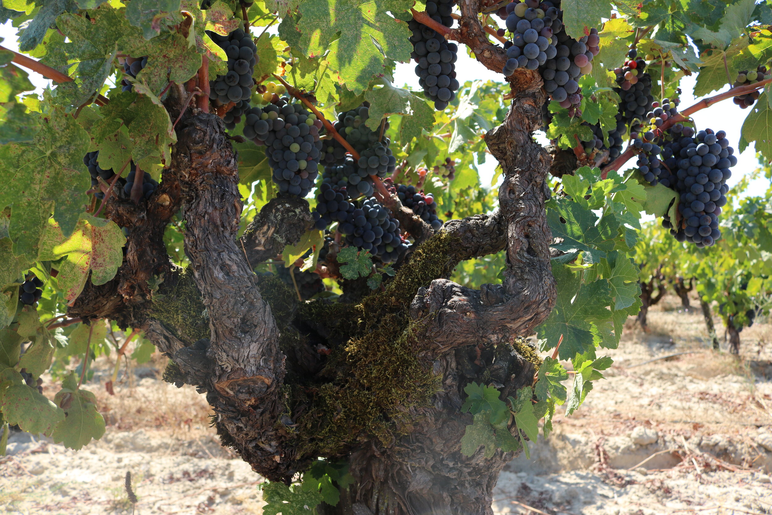 Close up of old red grape vine