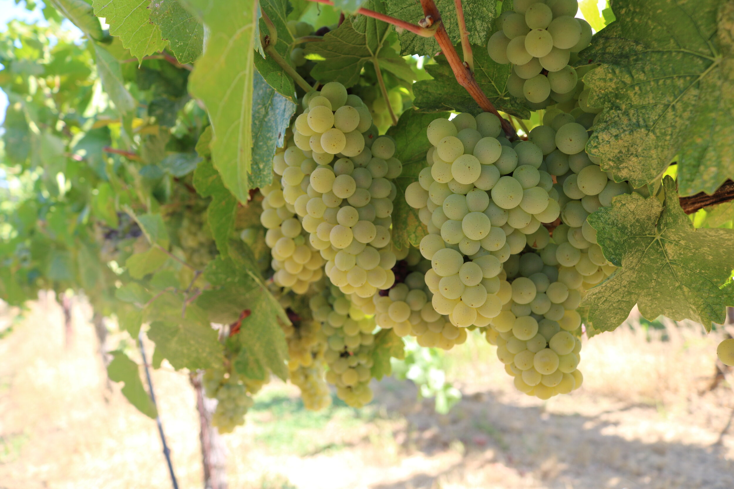 Close up of white grapes on a grape vine