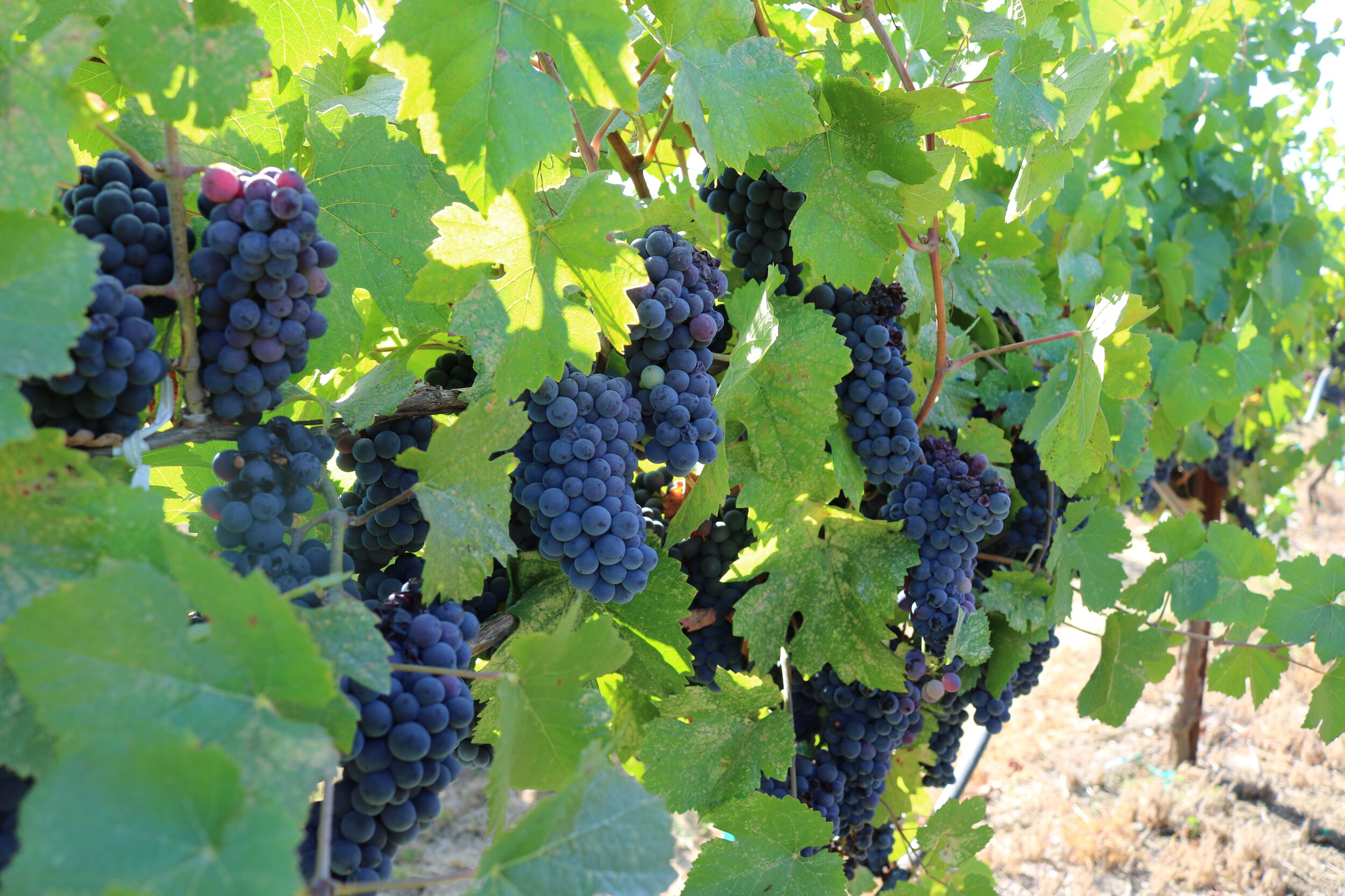 Close up of red grapes on a grape vine