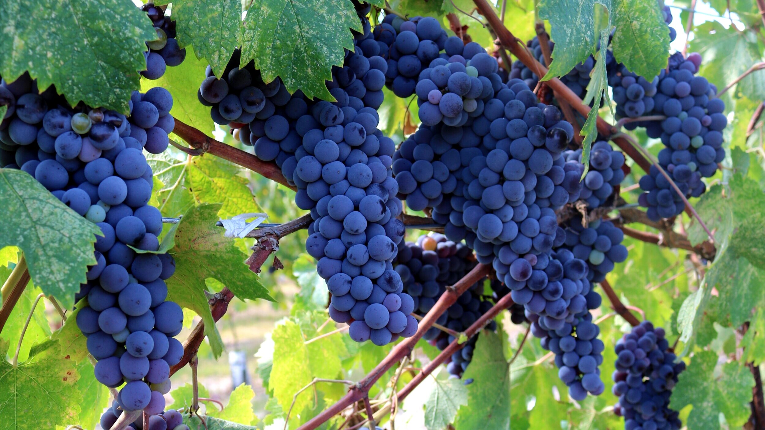 Close up of red grapes on a grape vine