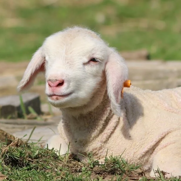 Thanks to everyone who watched our stream! Like we said, today is the last day to use STAYIN10 for 10% off of our products on our website! Thank you all so much for your support, our sales go directly to support our sheep and local farmers.

#happygo