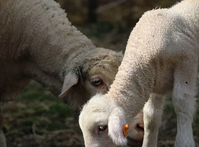 Another beautiful day with our ewes and lambs 🌞🐑 what's keeping you busy these days? 
#happygoatluckyewefiberfarm #buylocal #buymichigan #shopsmall #shoplocal #wool #fiberfarm #fiber #merinosheep #madeinmichigan