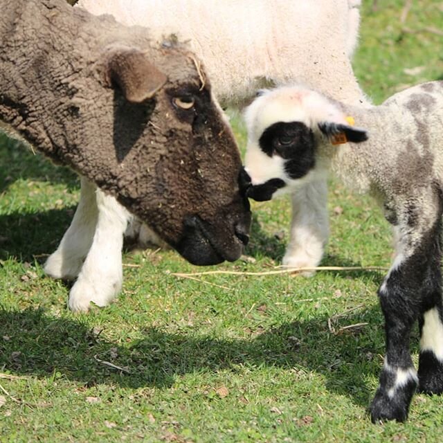 Happy Mothers' Day! To everyone who is a mother or a mentor, we appreciate your guidance and care ❤ 
#happygoatluckyewefiberfarm #wool #merinosheep #happymothersday