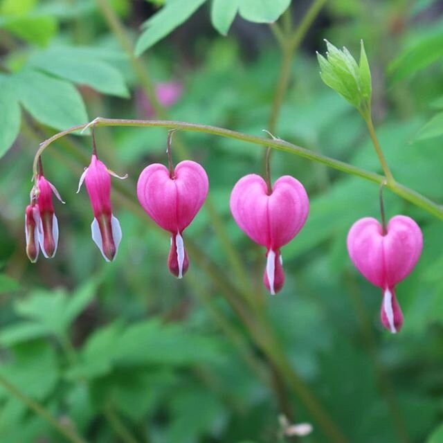 Sending love from our garden to all of our military personnel this Memorial Day weekend! Hopefully everybody is able to spend this time with their families and appreciate all that we are so lucky to have, especially now. 
While we are thankful for al