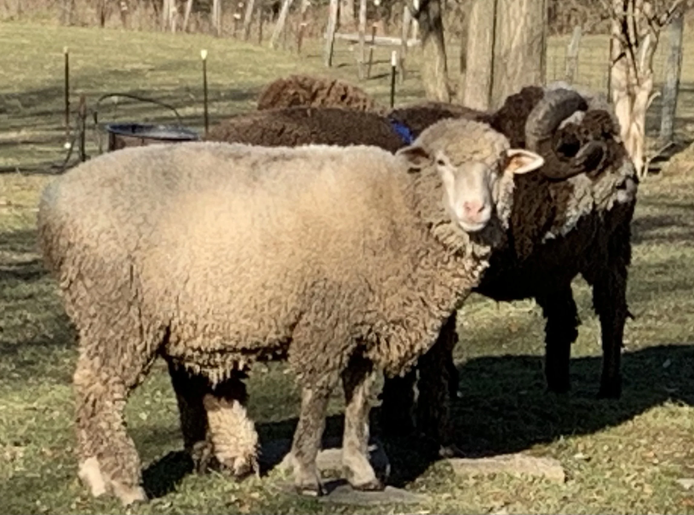 The girls are in love 