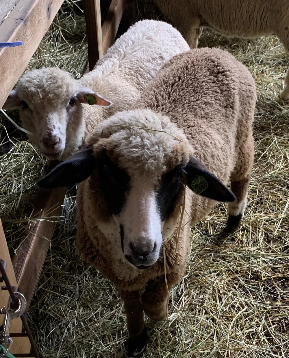 SOLD OUT Four Weanling (White) Starter Flock Ewes and a ram lamb