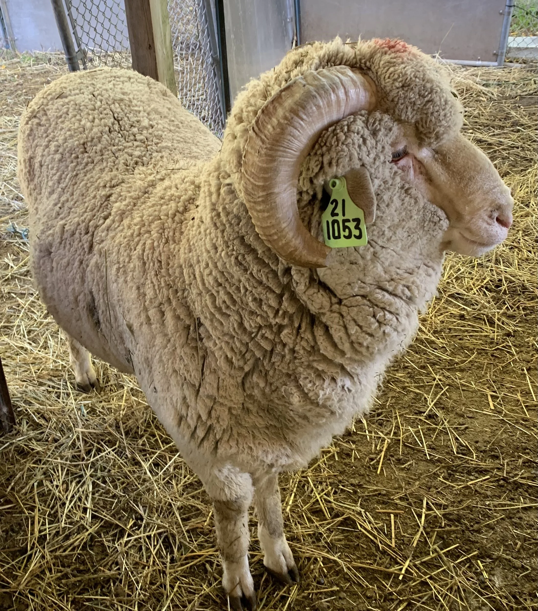 Super low micron weanling stud lamb