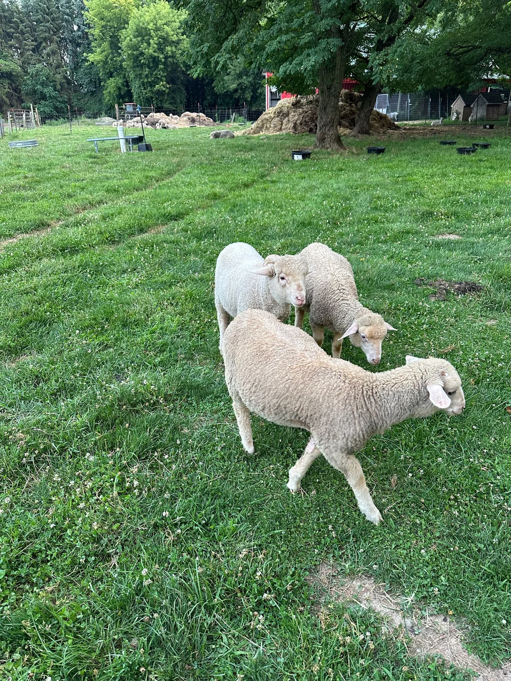 Super low micron weanling stud lamb — Michigan Merinos merino wool