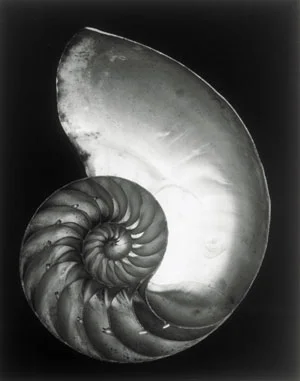 Edward-Weston-Shell-2.jpg