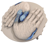 "Snake Hands”