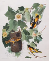 "Baltimore Oriole"