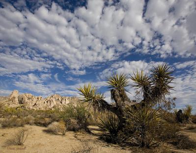 David Howell-mojave desert california.jpg