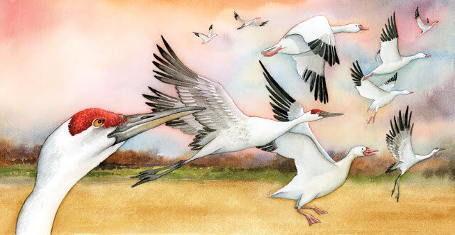 From If I was a Bird, Sasquatch Books by Erik Brooks.jpg