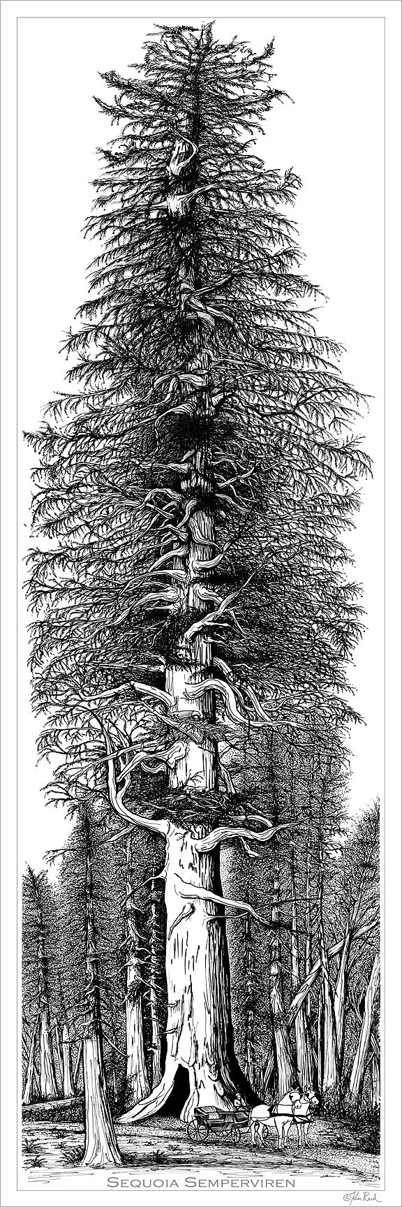Kim+Reid-Sequoia-Pen-and-Ink-LowRes_0.jpg