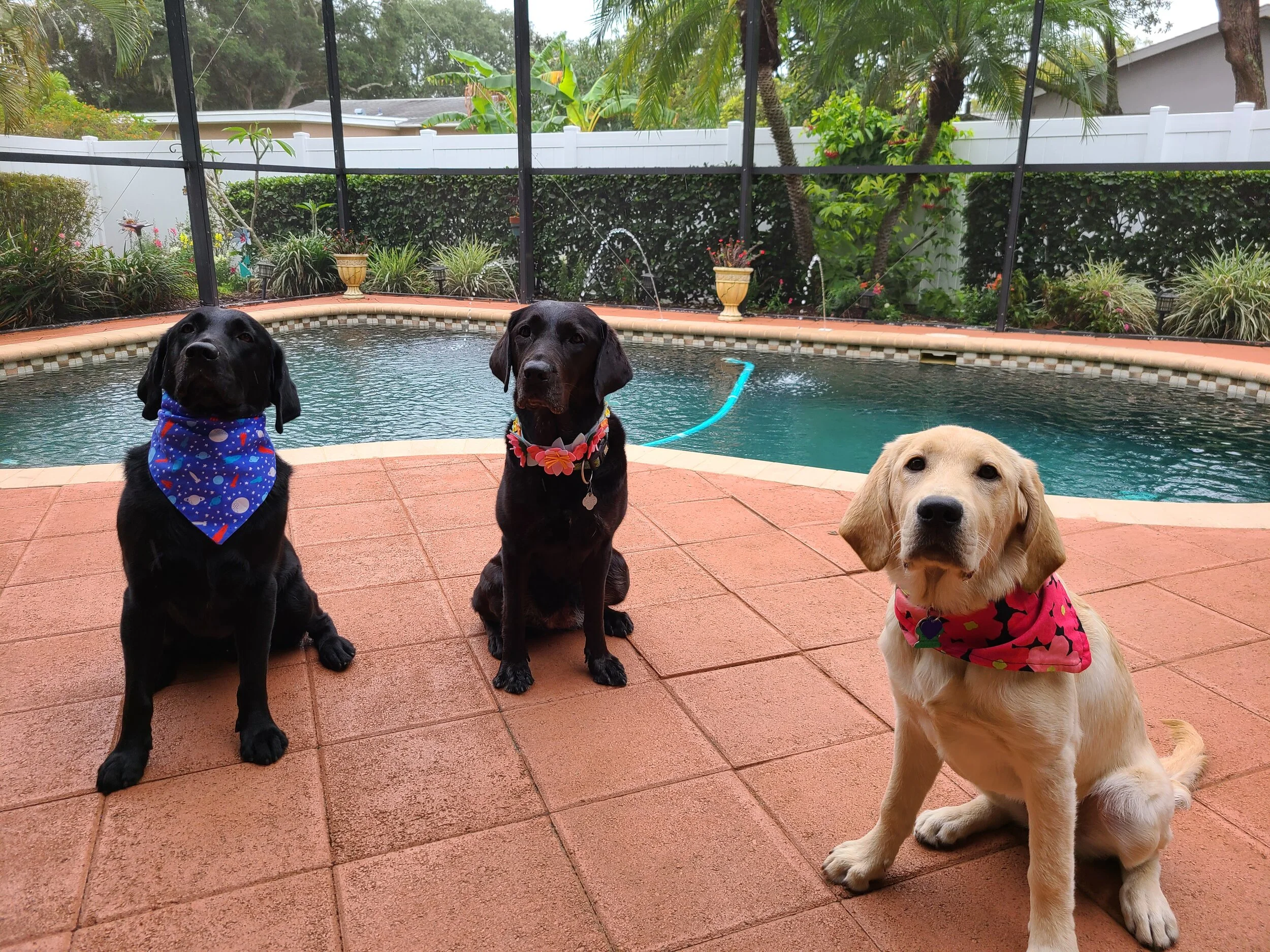 A love for dogs inspires a mission of independence