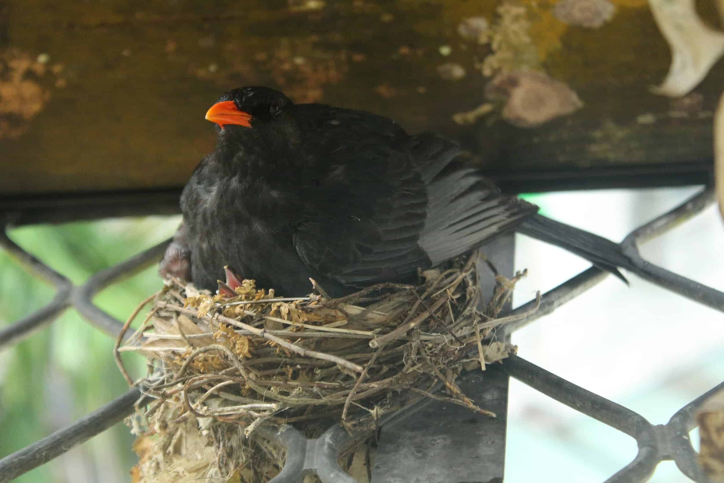 How to Safely Remove Dead Animals & Nests from Your Chimney