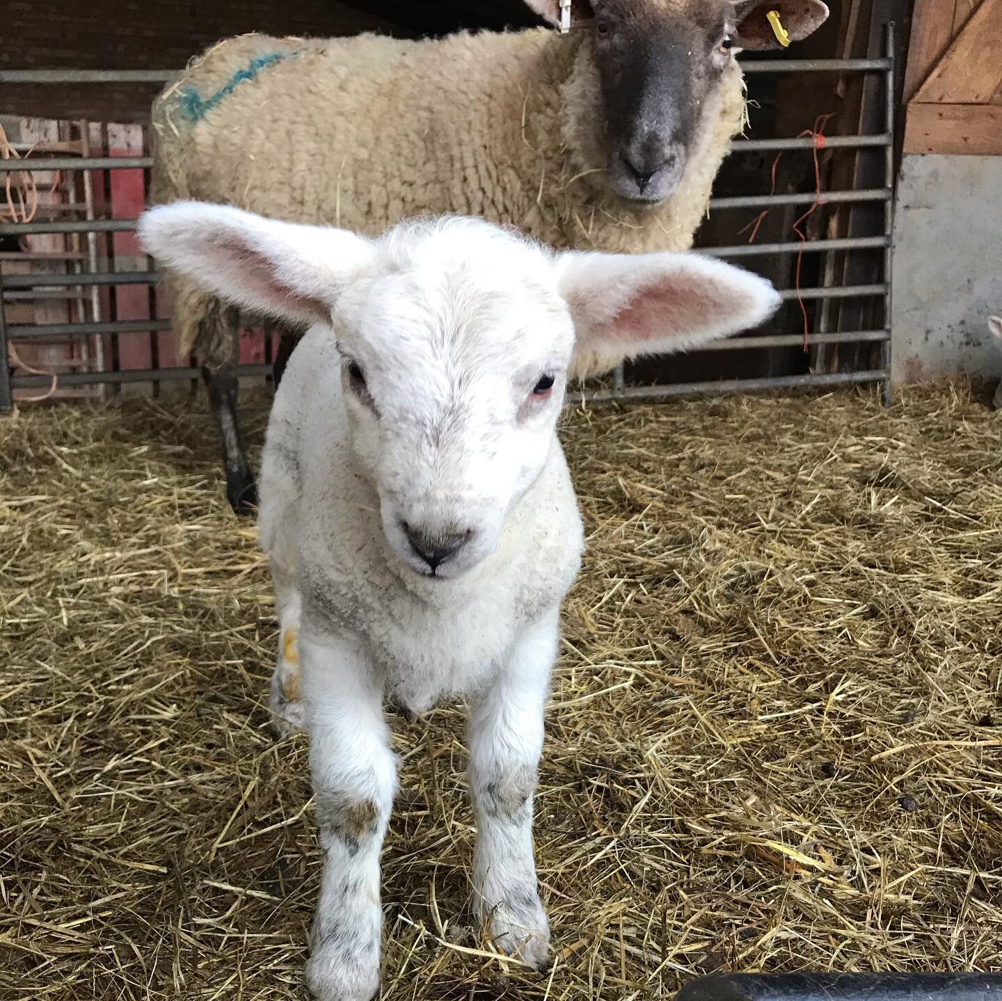 Lambing 2021 🐑 #signsofspring #lambingseason #localfarmer