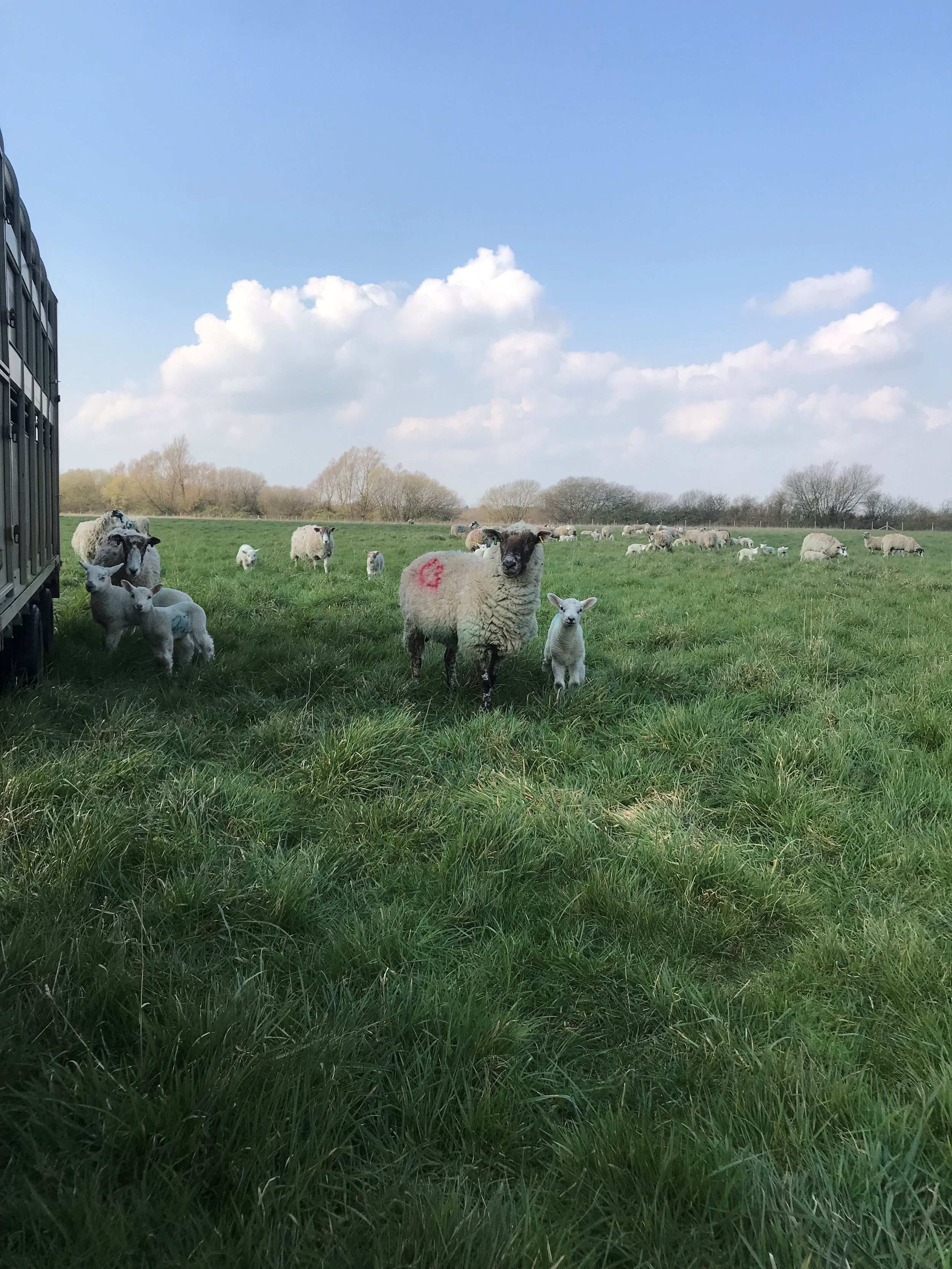 Lambs out to grass 2022.jpg