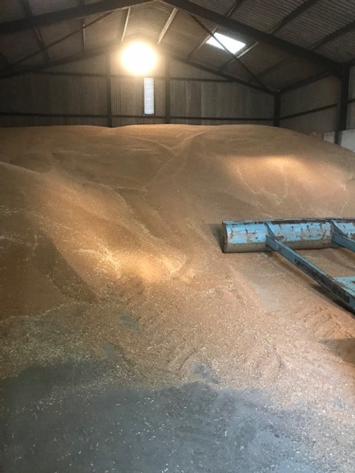 Wheat in grain store.jpg