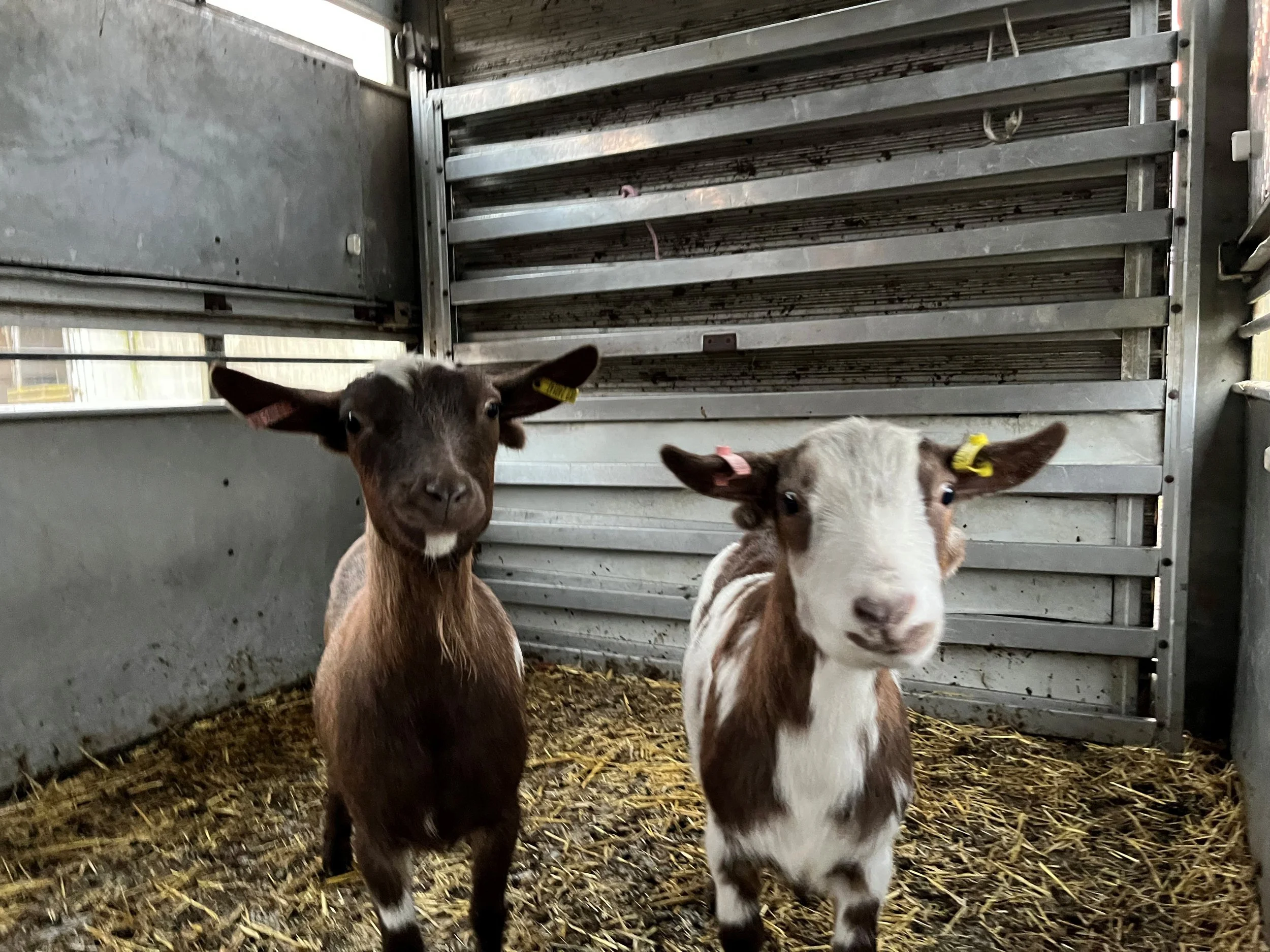 goats.jpg